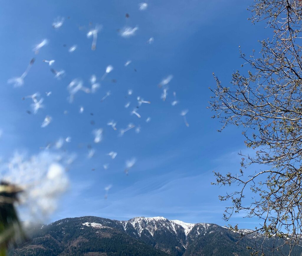 Pusteblumenschirmchen die gerade in den blauen Himmel fliegen, rechts Äste eines Laubbaumes mit ersten Knospen und im Hintergrund eine sanfte Bergkette mit Schnee in der Gipfelregion